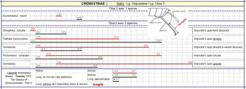 Réf. 339 298 : Cremastinae divers